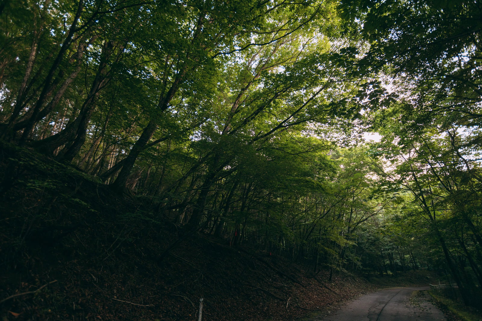うっそうとした森林の中を通る道路、木々が上空を覆って緑のトンネルを形成