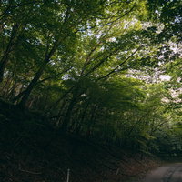 森林の道路上の空を覆い尽くす木々と緑のトンネルの写真