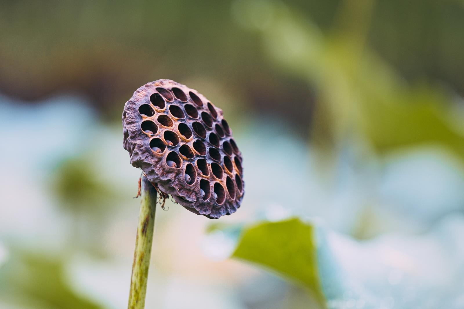 茶色く乾燥したハスの実が茎に付いている様子