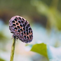 茶色く乾燥したハスの実と種子が並ぶ蓮の茎の写真