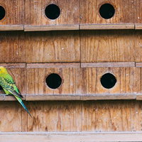 巣箱の端でこっそり愛を語らうインコのペアの写真