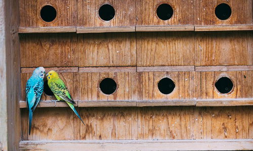 巣箱の端でこっそり愛を語らうインコのペア