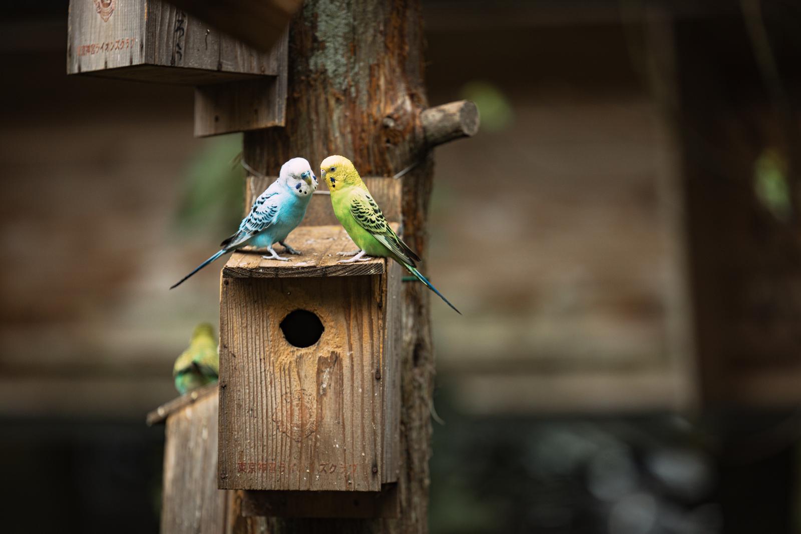 木製の巣箱の上で向き合う2羽のセキセイインコ