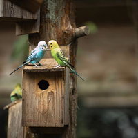 巣箱の上で向き合うインコのキスシーン、愛おしいつがいの愛情表現の写真