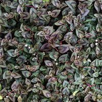 一面に広がる雑草のテクスチャー、小さな葉が密集する地面のパターンの写真