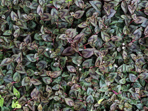 一面に広がる雑草のテクスチャー、小さな葉が密集する地面のパターン