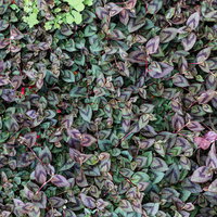 地面を覆う群生した草の葉っぱ、緑から赤紫色に変わる雑草のテクスチャーの写真