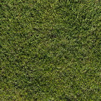 均一に刈り込まれた芝生のテクスチャー写真の写真