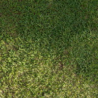 黄色いカタバミが点在する芝生の草地テクスチャーの写真