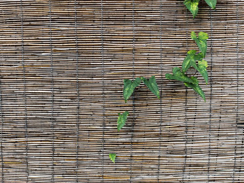 古びた竹製の簾に緑の蔦の葉が絡みつく様子