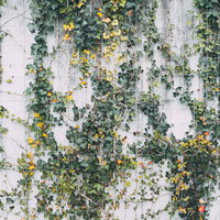 壁を這う蔦の葉（テクスチャー）- 自然な植物の写真
