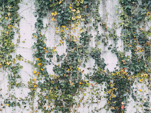 壁を這う蔦の葉（テクスチャー）- 自然な植物