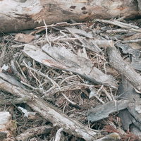 隅に追いやられた廃材と朽ちた木々が地面に散乱する風景の写真