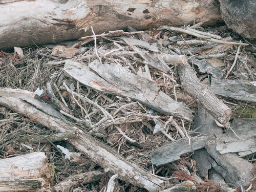 隅に追いやられた廃材と朽ちた木々が地面に散乱する風景