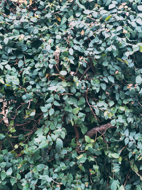 庭木の葉っぱのテクスチャ - 青緑色の小さな葉が密集した自然な質感