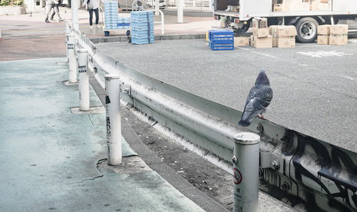 ガードレールの上に止まる鳩と道路風景