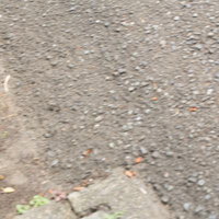 道端に転がる紅白ボールをゲットの写真