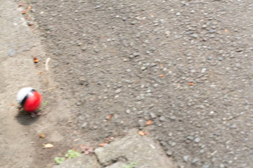 道端に転がる紅白ボールをゲット