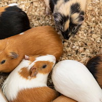 すみっこに集まる茶色と白のモルモット達の様子の写真