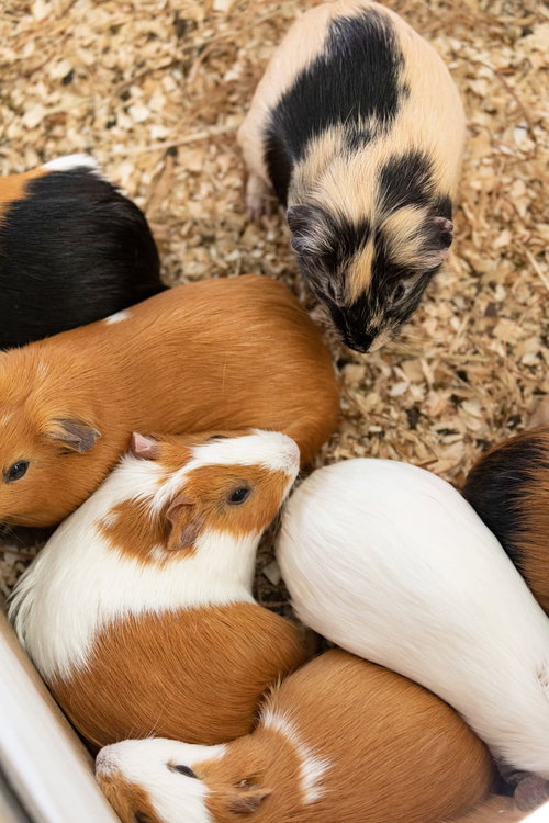 すみっこに集まる茶色と白のモルモット達の様子
