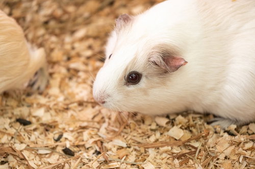 白いモルモットが木屑の上でくつろぐ様子
