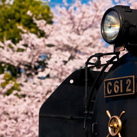 満開の桜とSL（汽車）のヘッドライトの写真