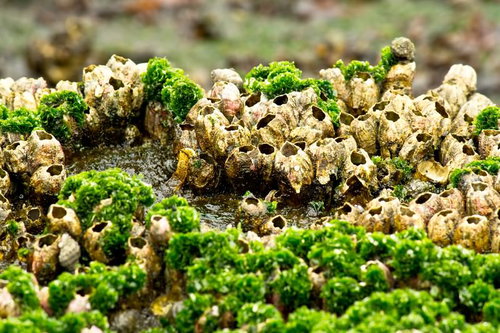 《閲覧注意》緑の苔が付着したフジツボの群集