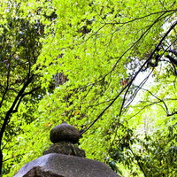 石の灯篭と緑林に囲まれた日本庭園の写真