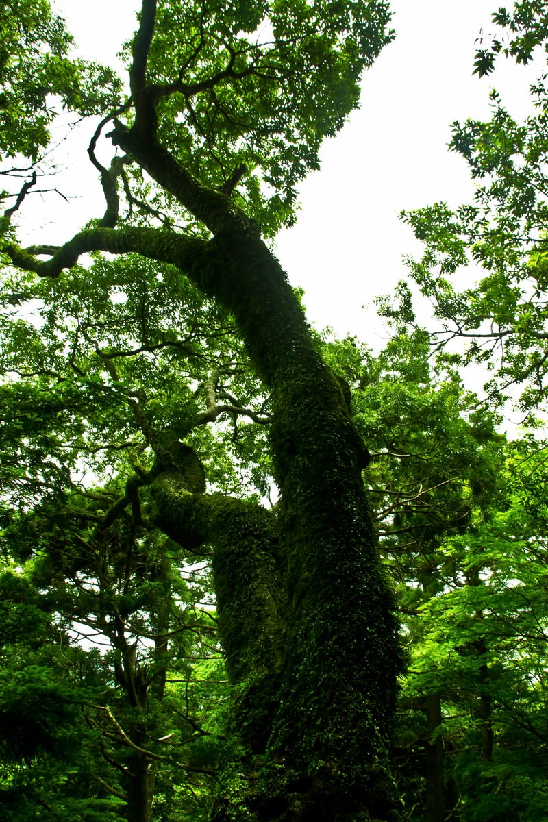 苔むした幹に蔓が巻き付く巨木の見上げ
