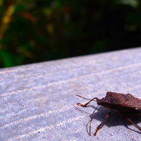 手すりにいた茶色いカメムシの写真