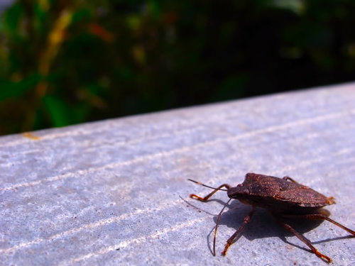 手すりにいた茶色いカメムシ