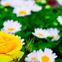 花壇に咲く黄色い薔薇（バラ）の写真