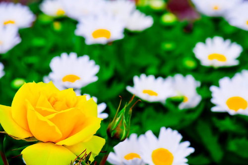 花壇に咲く黄色い薔薇（バラ）