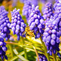 ムスカリの花に止まるミツバチの写真
