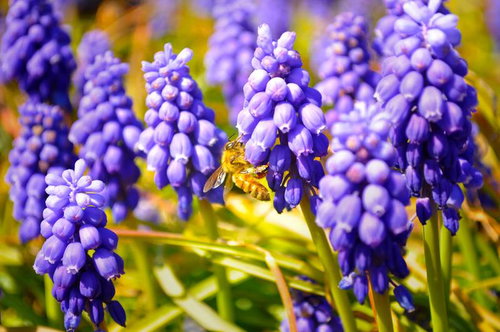 ムスカリの花に止まるミツバチ