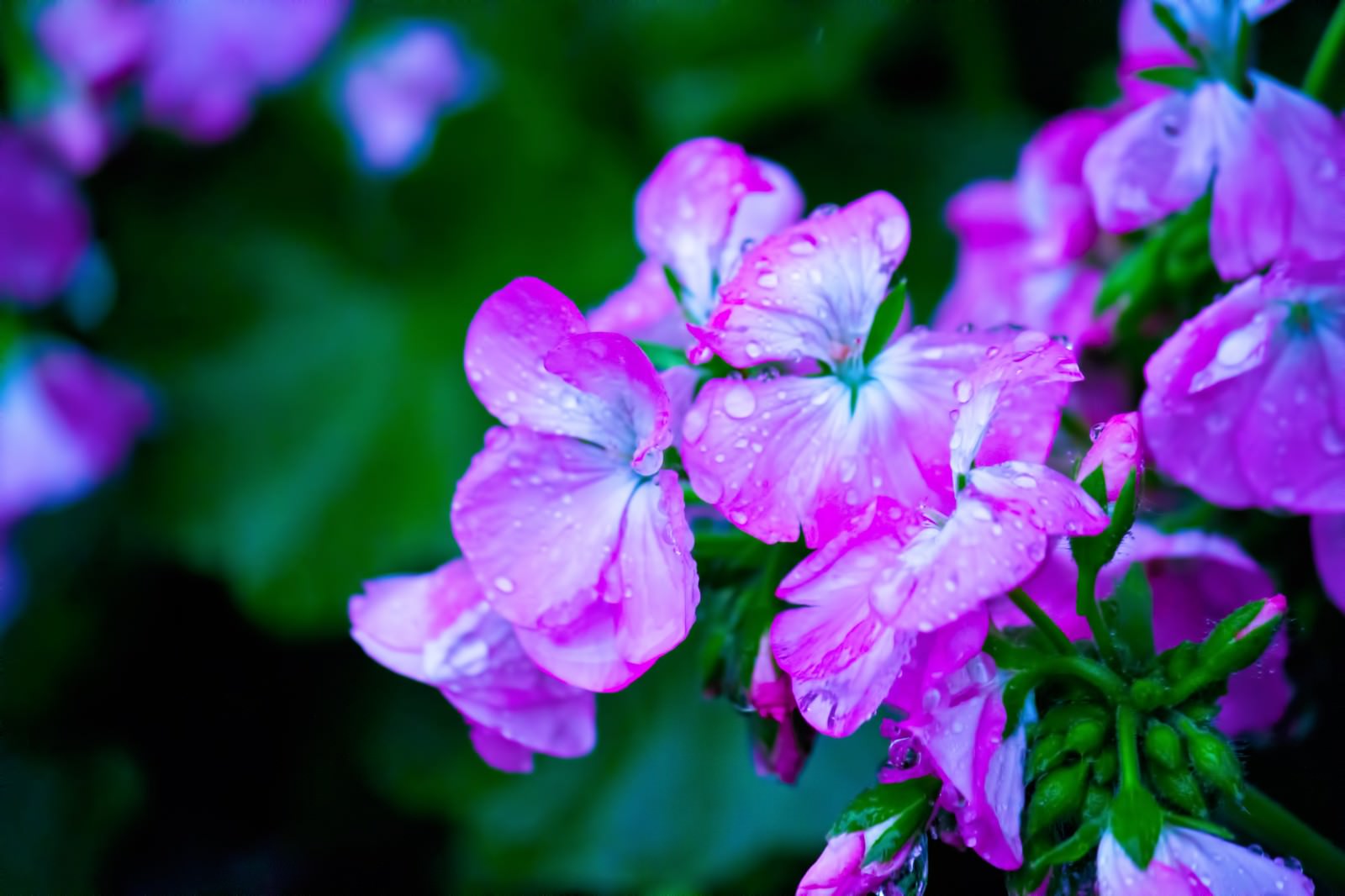 雨に濡れた紫の花と水滴