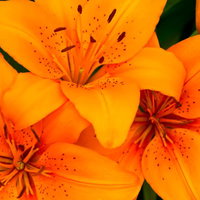 花びらを大きく開いたオレンジ色の百合の花の写真