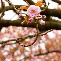 桜のつぼみと八重桜の花の写真