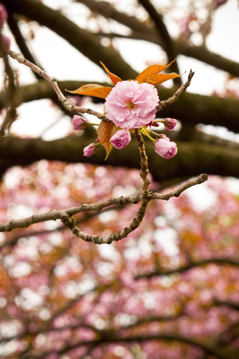 桜のつぼみと八重桜の花