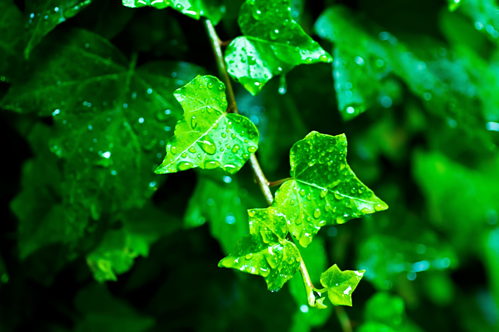雨上がりに水滴が光るつる植物の葉