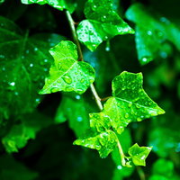 雨上がりに水滴が光るつる植物の葉の写真