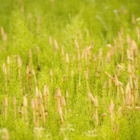 苔の上に群生するつくしの写真