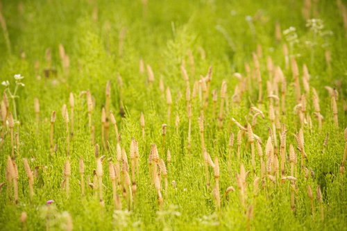 苔の上に群生するつくし