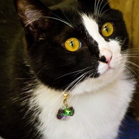 首輪の鈴を付けて上を見上げる白黒の猫の写真