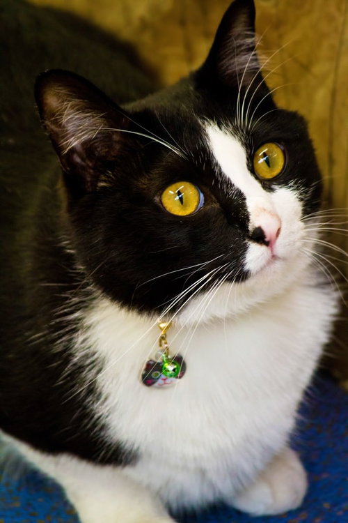 首輪の鈴を付けて上を見上げる白黒の猫