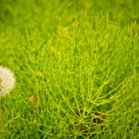 草原に生えるタンポポのわたげの写真
