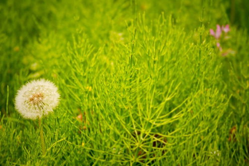 草原に生えるタンポポのわたげ
