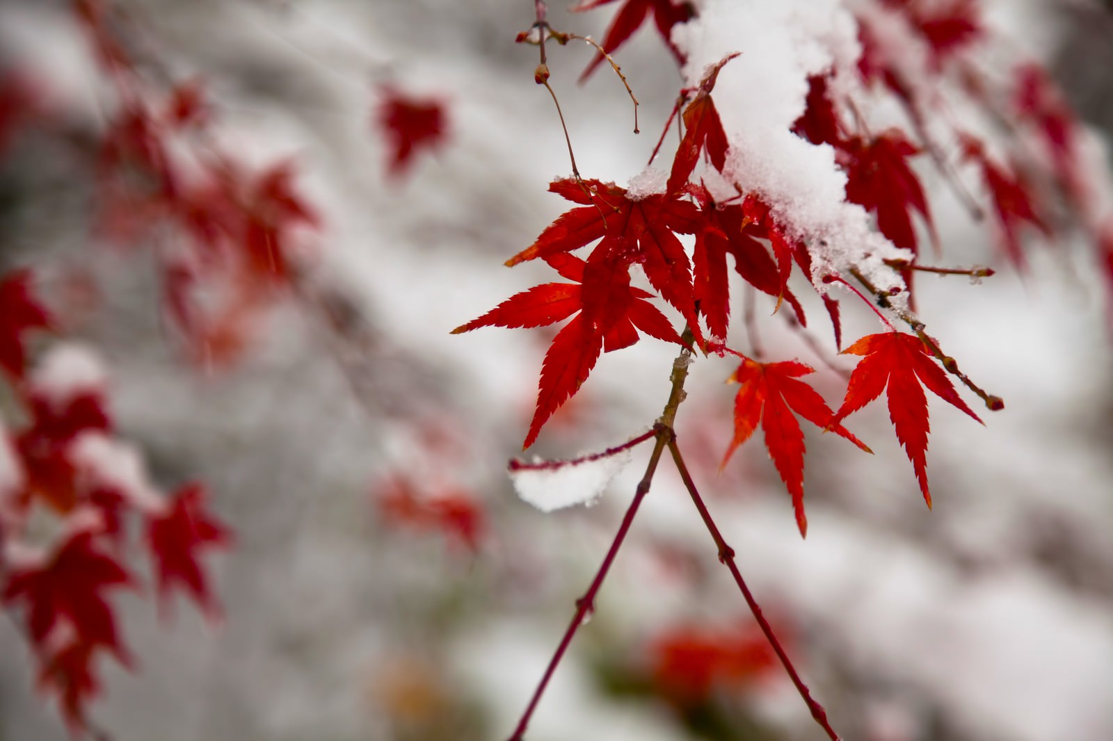 赤いもみじの葉に積もる初雪