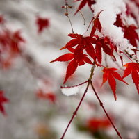 赤いもみじの葉に積もる初雪の写真