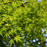 見上げた角度の紅葉前の明るい緑のもみじの葉の写真